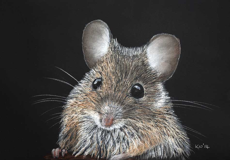 Wood Mouse